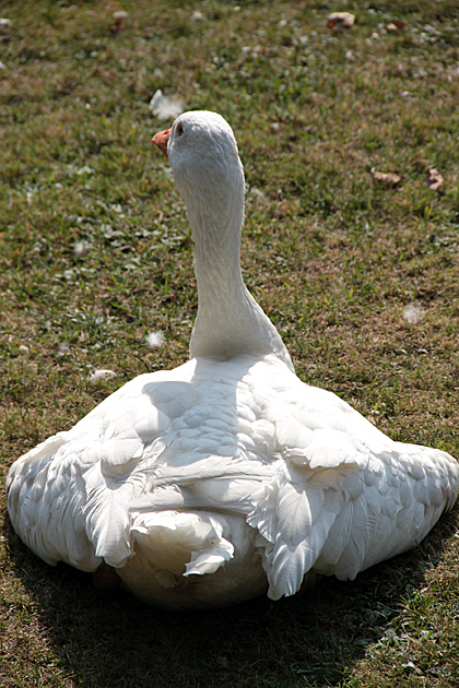 Asturia Animals