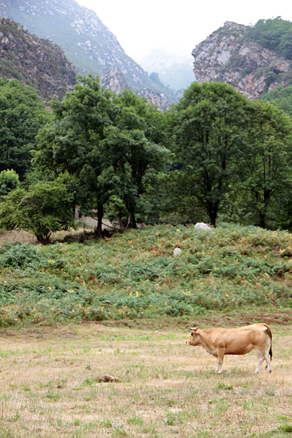Asturian Cow