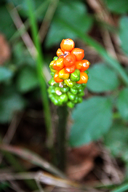berries asturias
