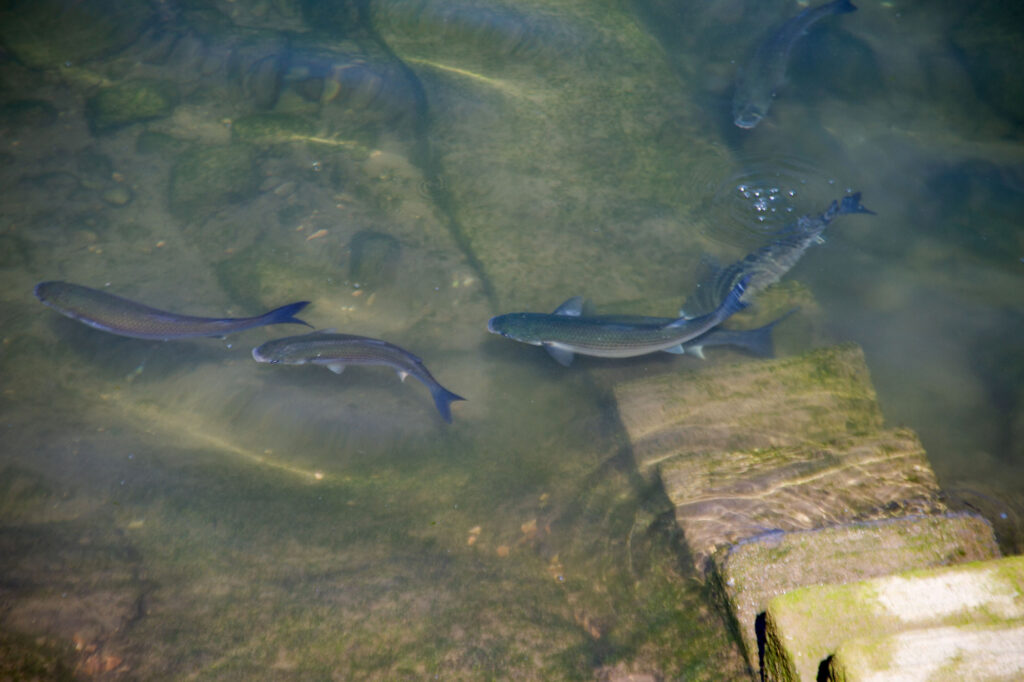 Fishing Ribadesella Asturias