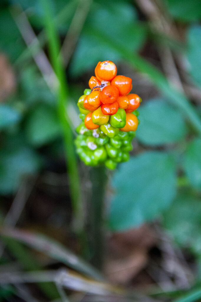 Berries Asturias Spain