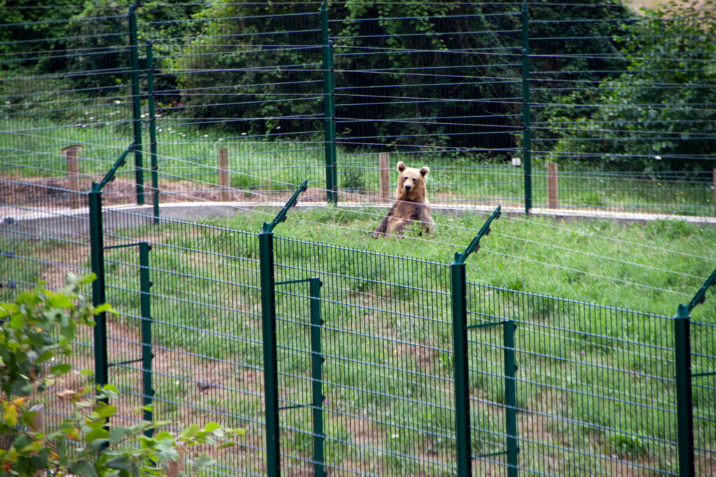 Bear Asturias