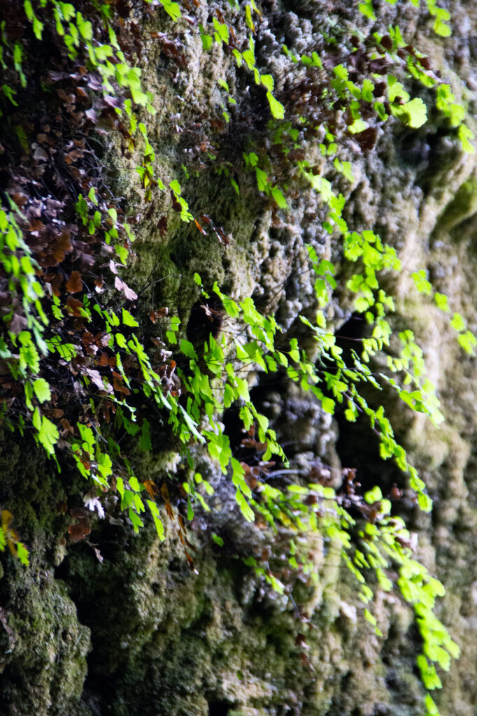 Nature Photography Spain Asturias