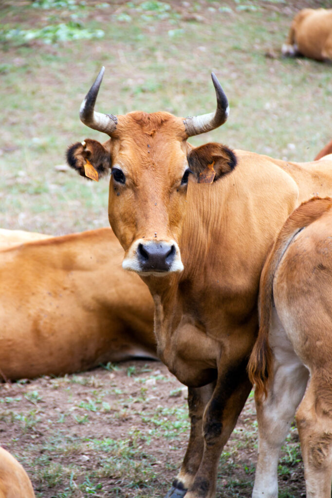Brown Cow Asturias