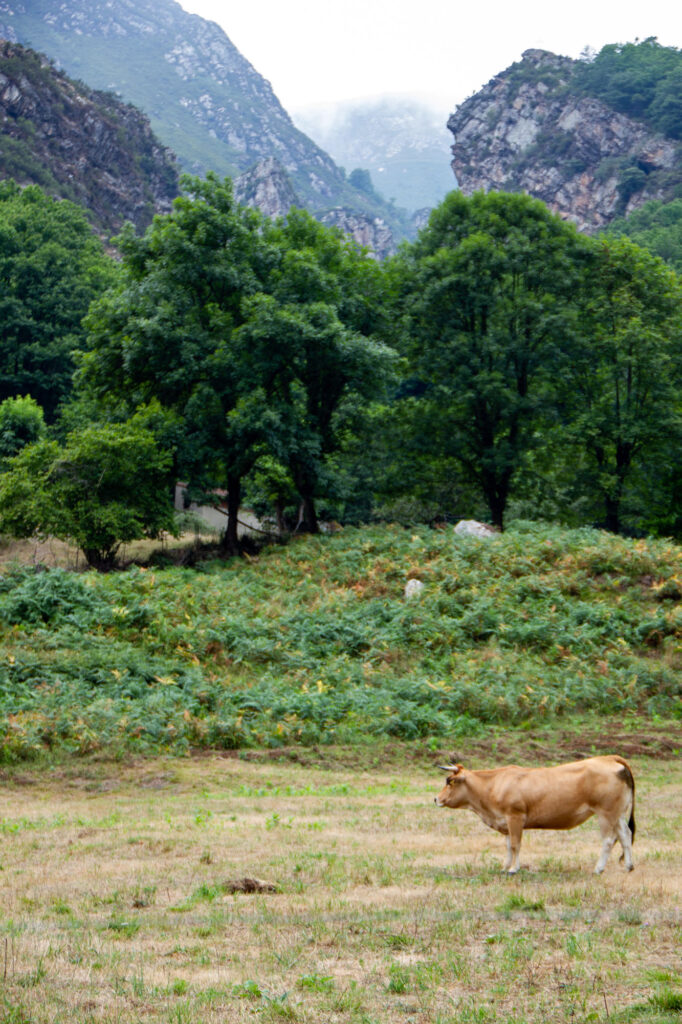 Asturian Cow Spain