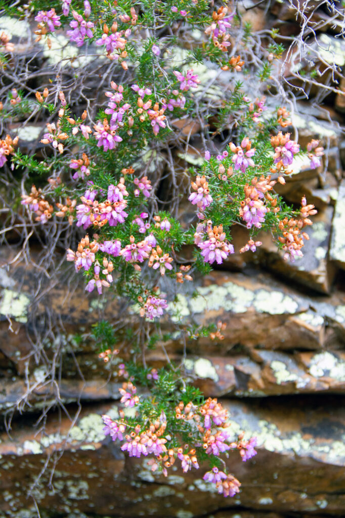 Nature Asturias Flowers