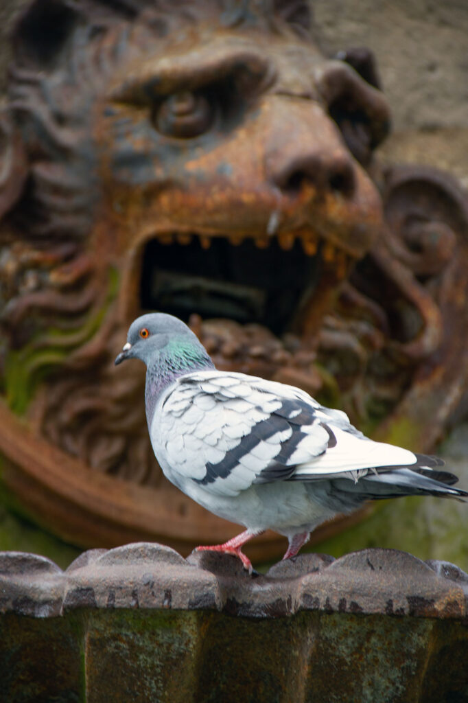 Hungry for Pigeon Eating