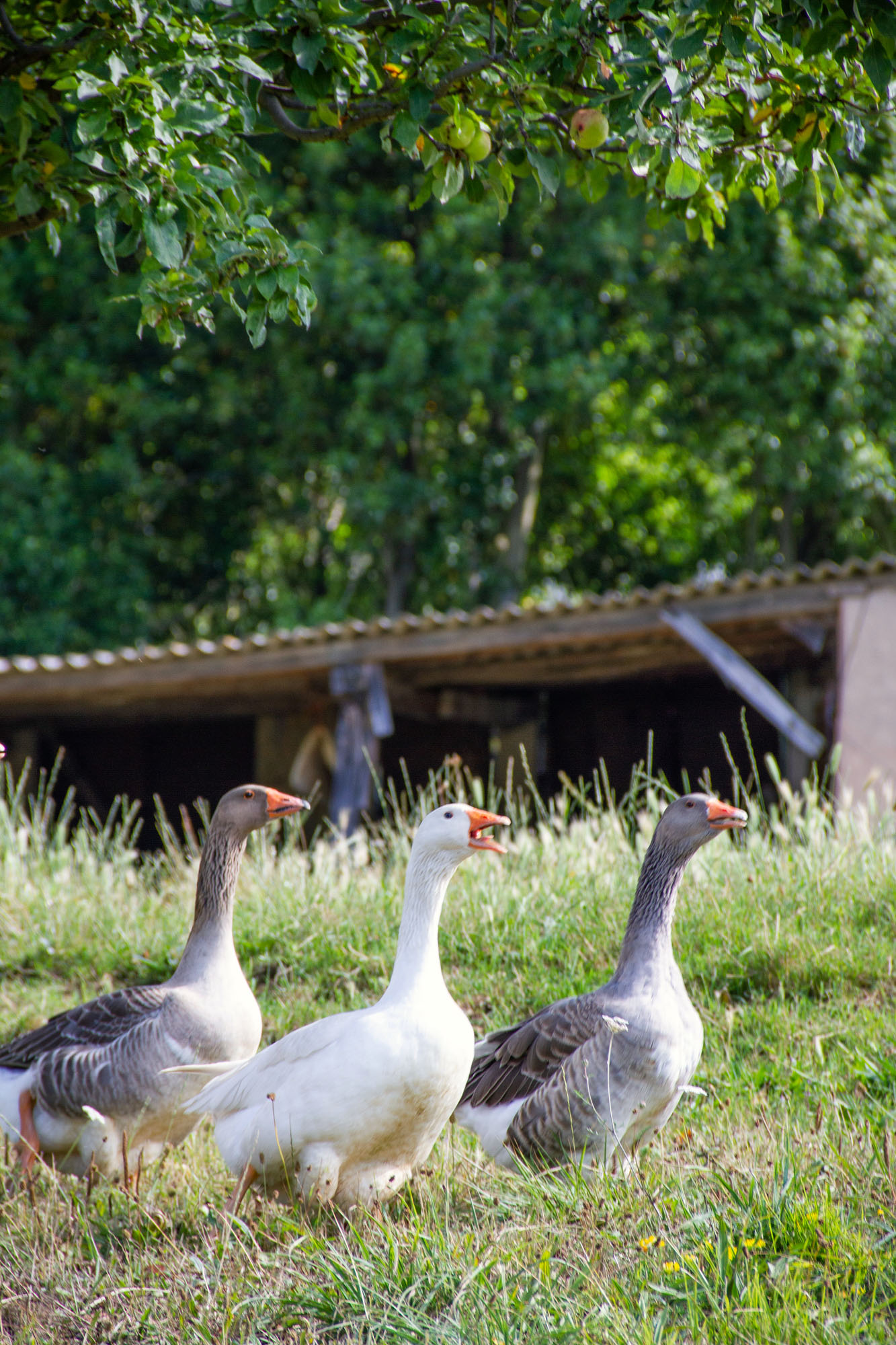Geese of three