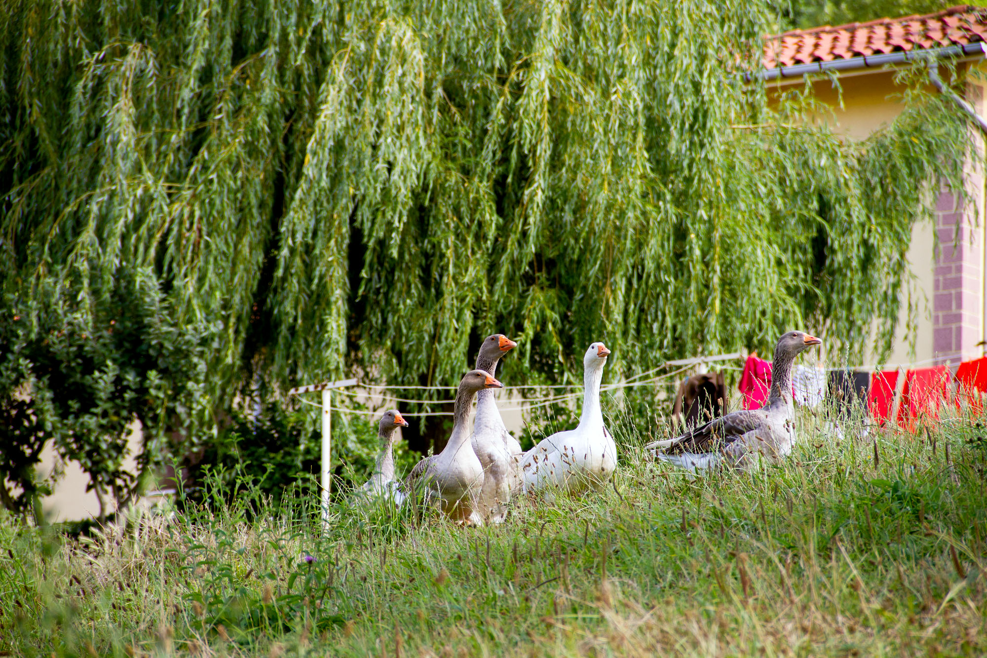 Geese going on a walk in the grass