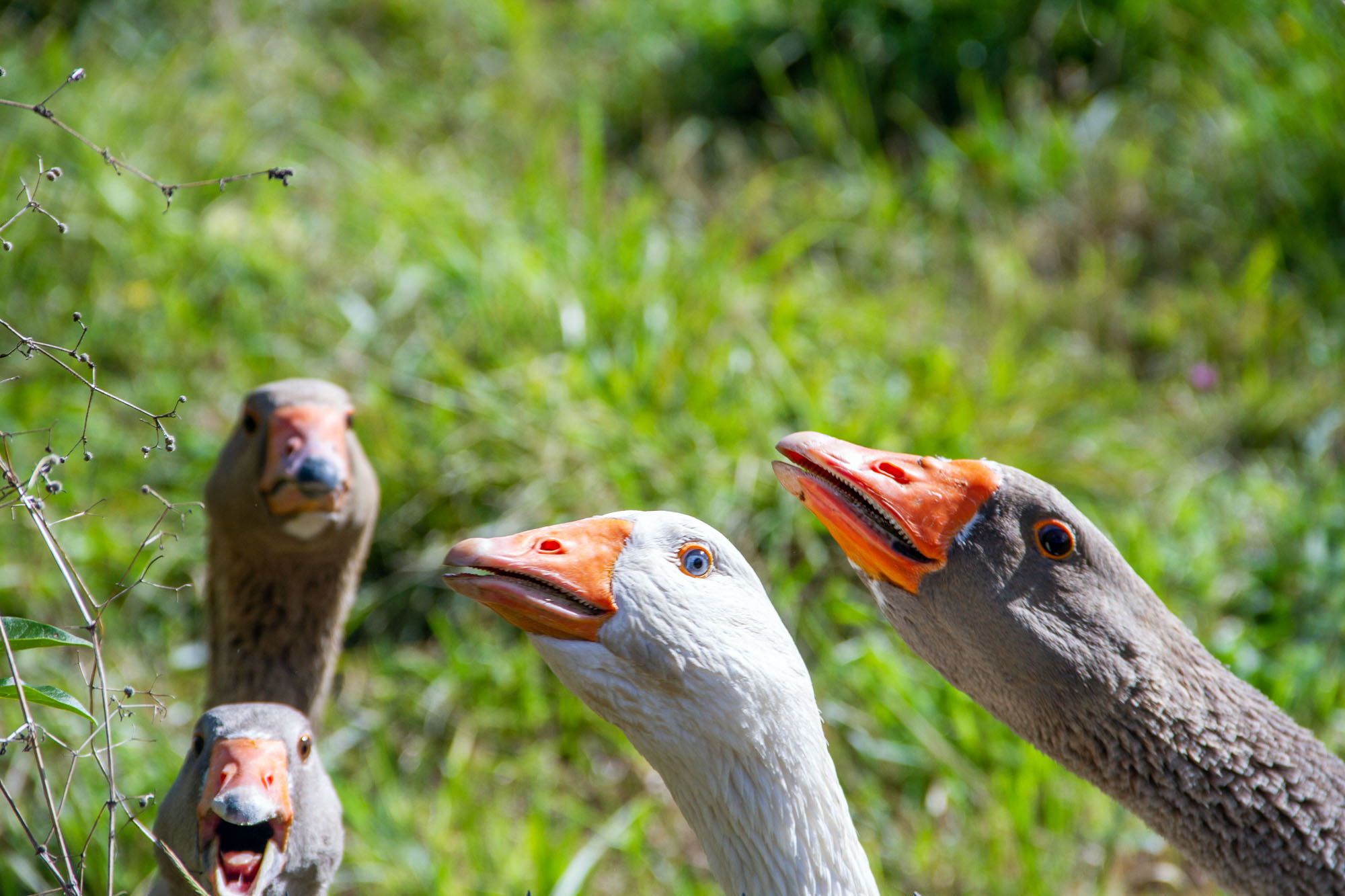 Geese Teeth and Eyes