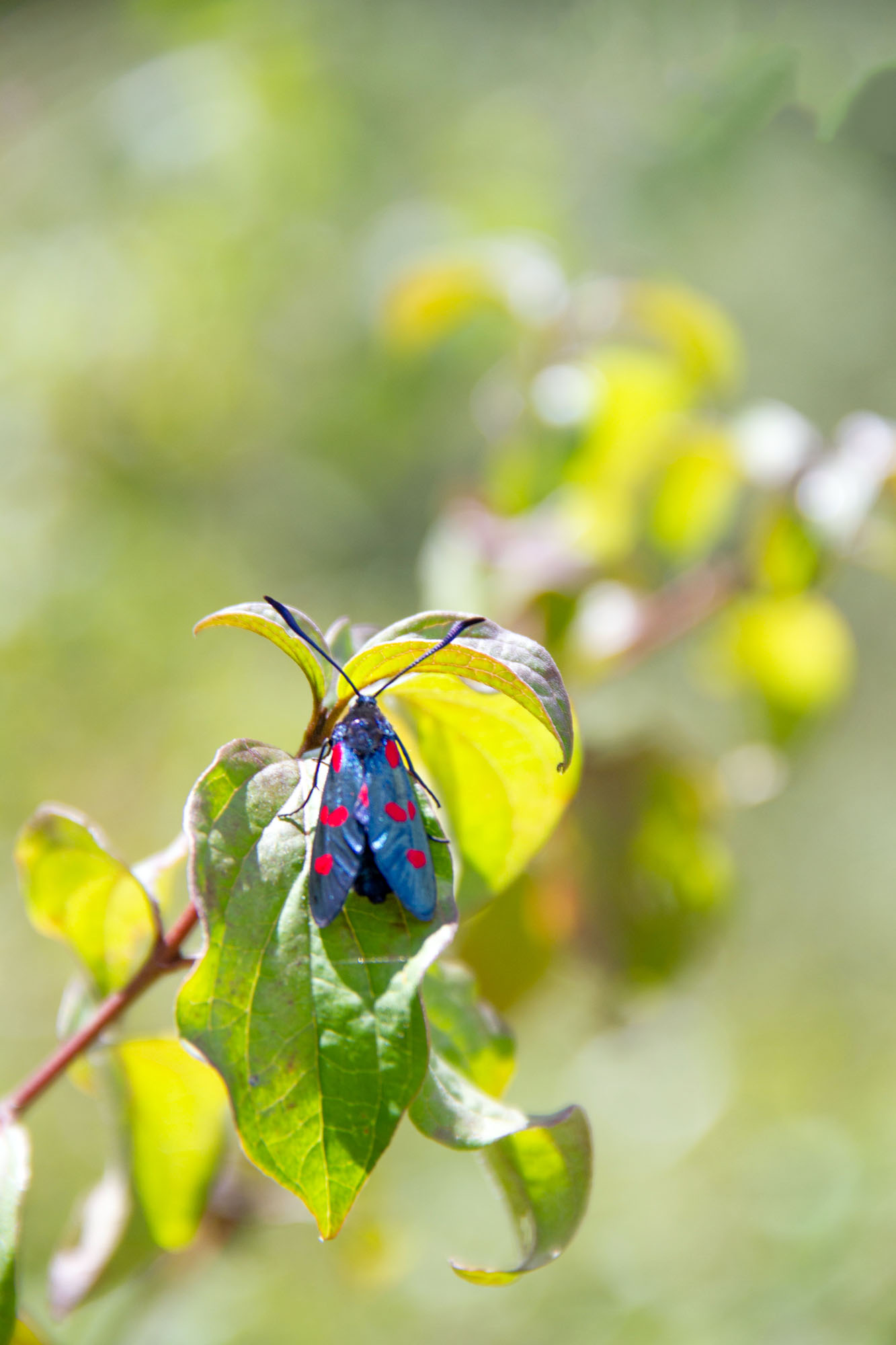 Blue bug with red dots
