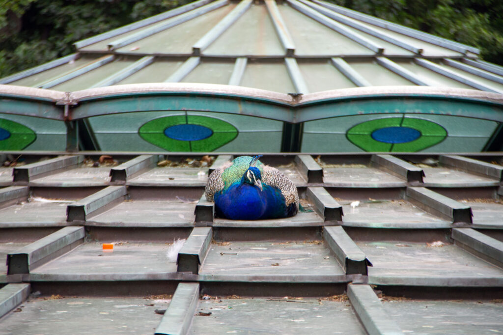 Peacock taking a nap