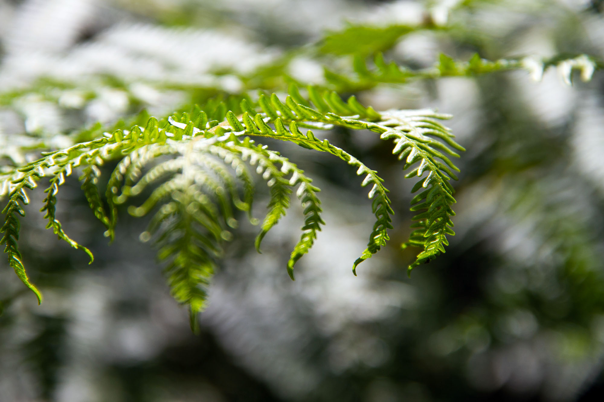 Asturias Fern