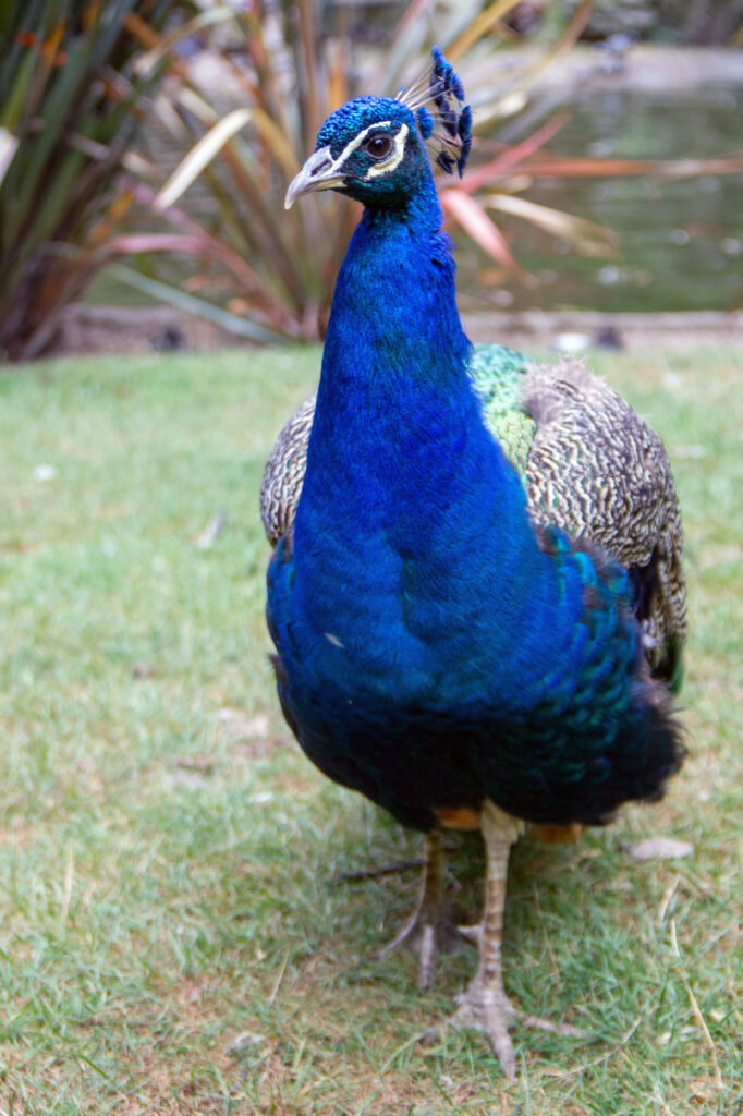 Peacock Stock Photo