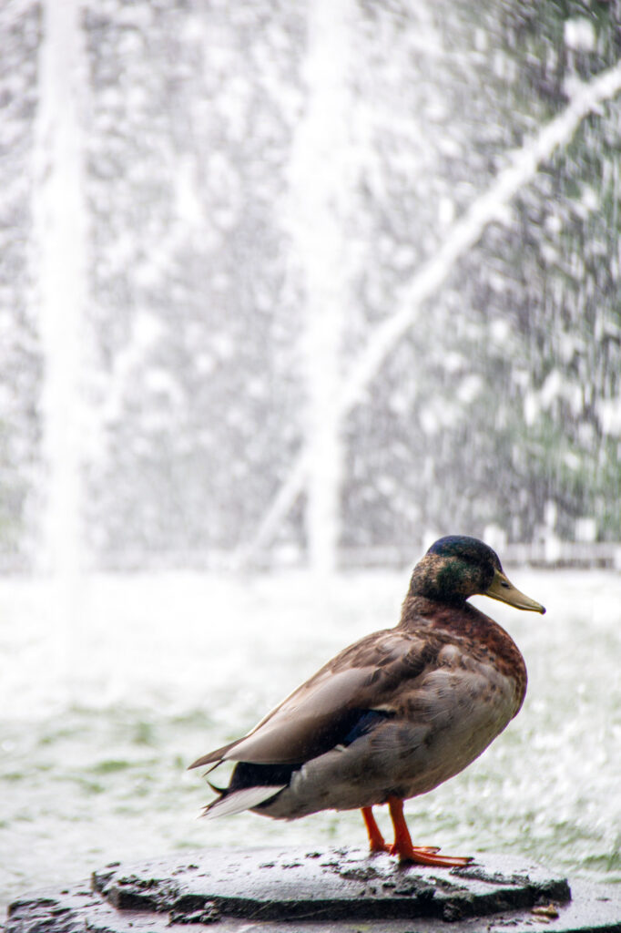 Duck taking a shower