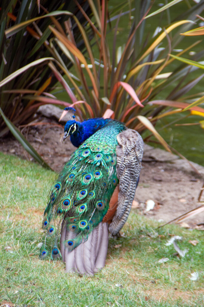 Shy Peacock
