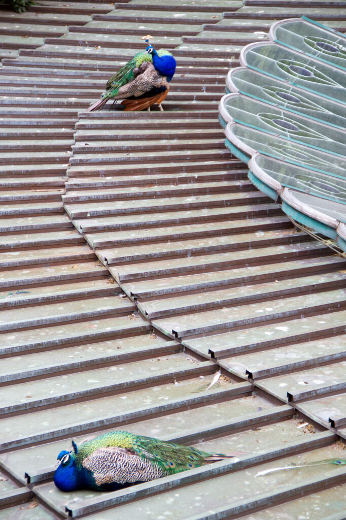 Peacock Cat walk