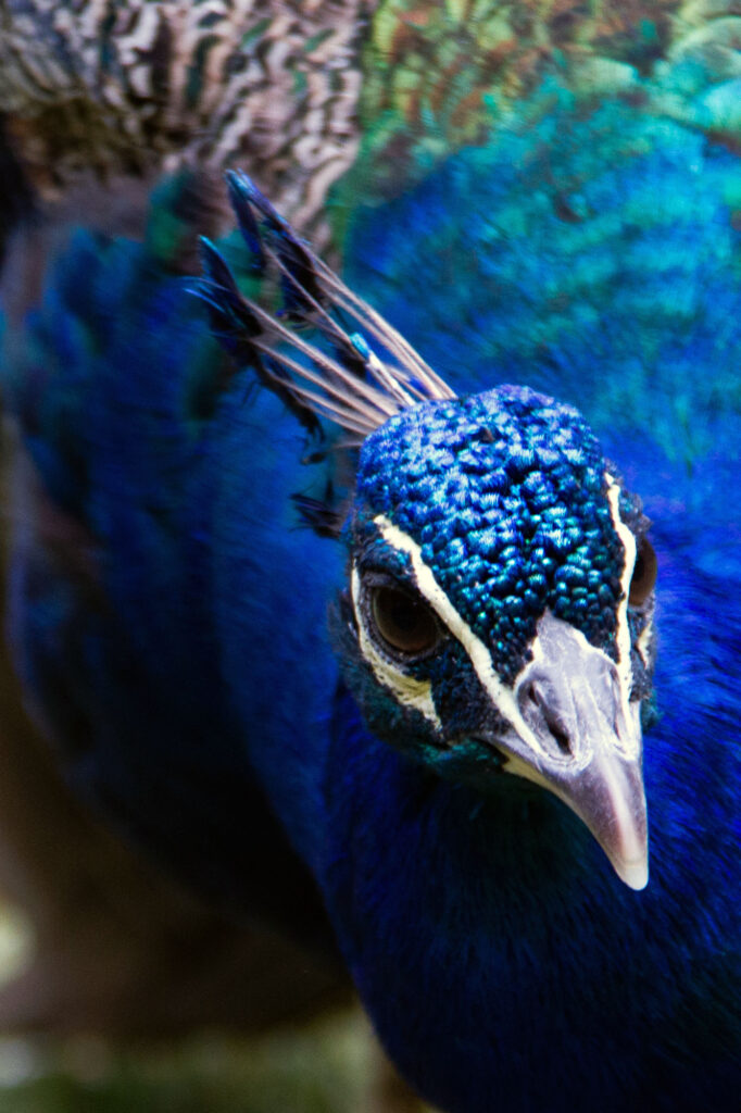 Peacock Bird Portraits