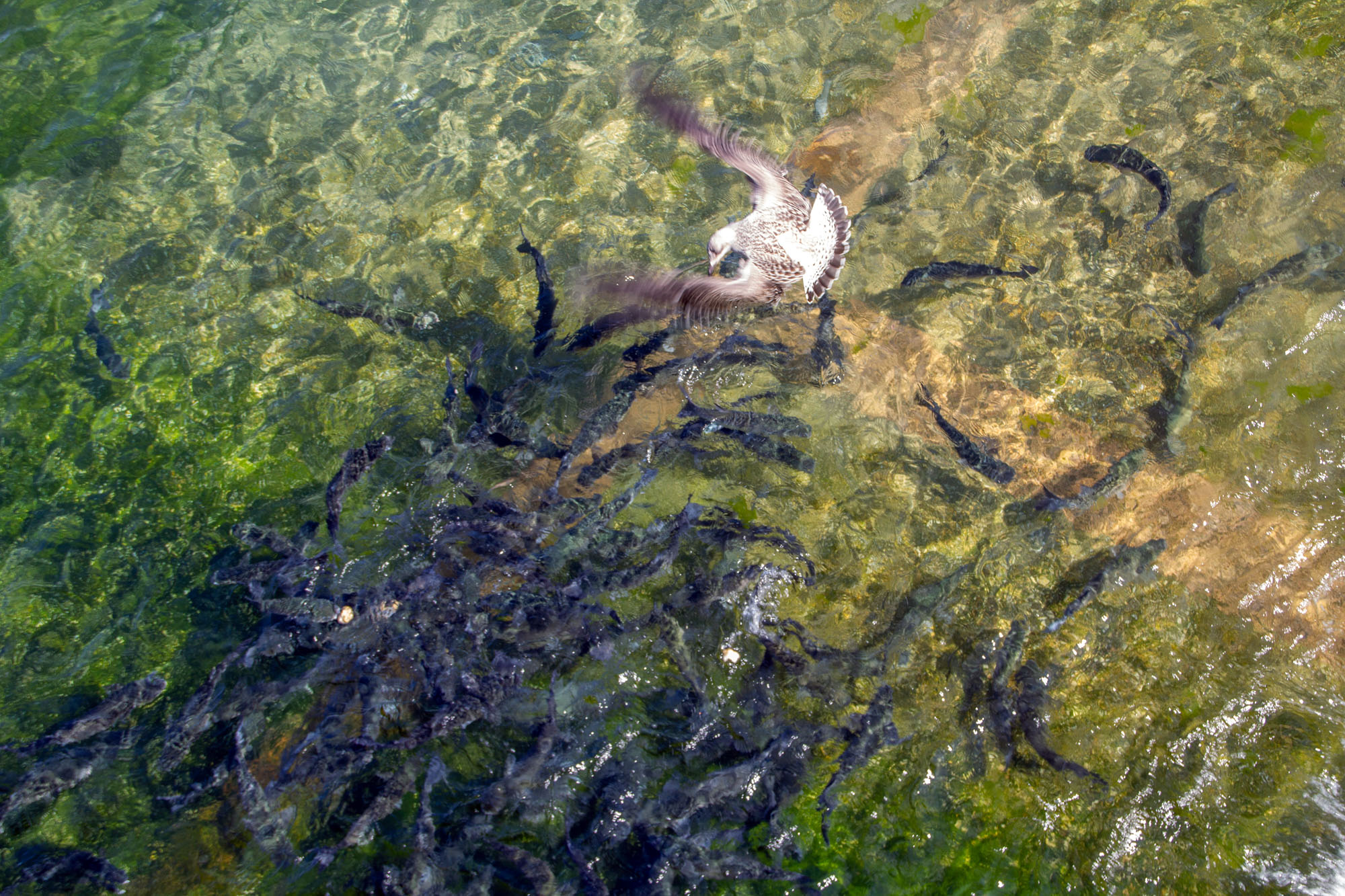 Bird hunting for fish