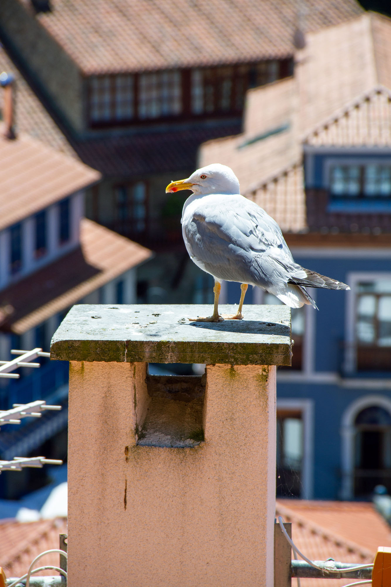 Seagull sitting on top of a chimney