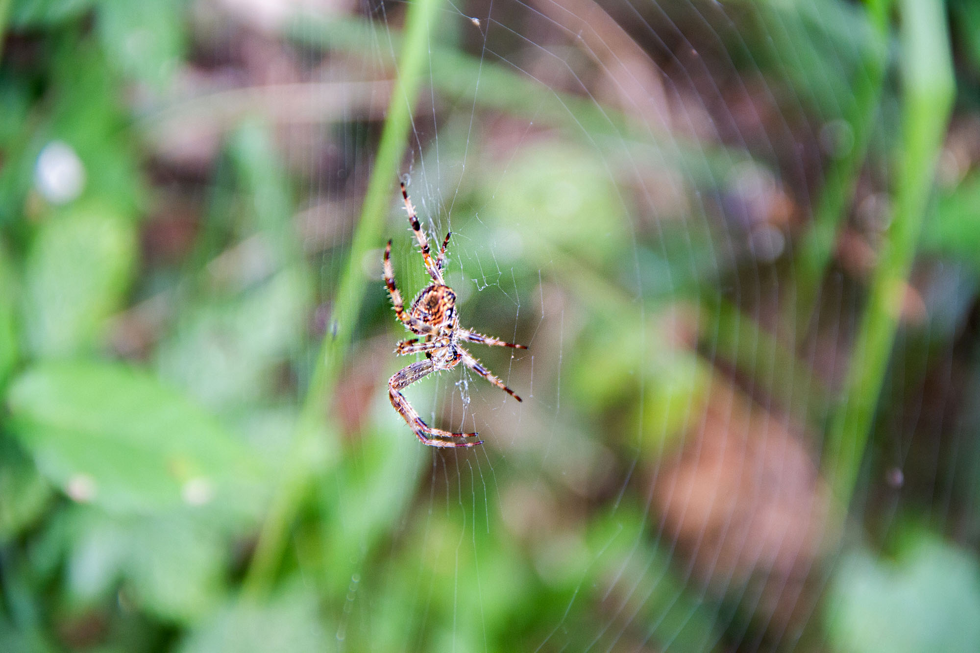 Asturias Spider