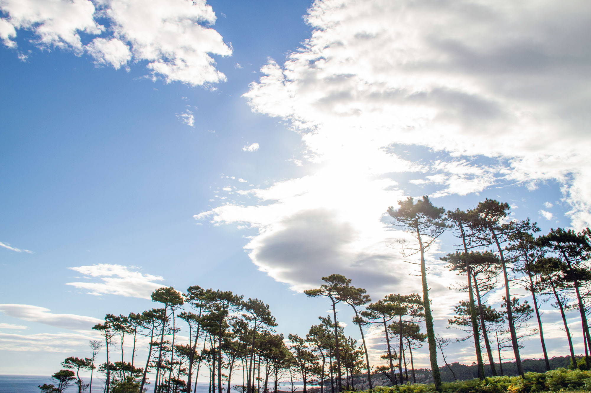 Trees Vega Asturias