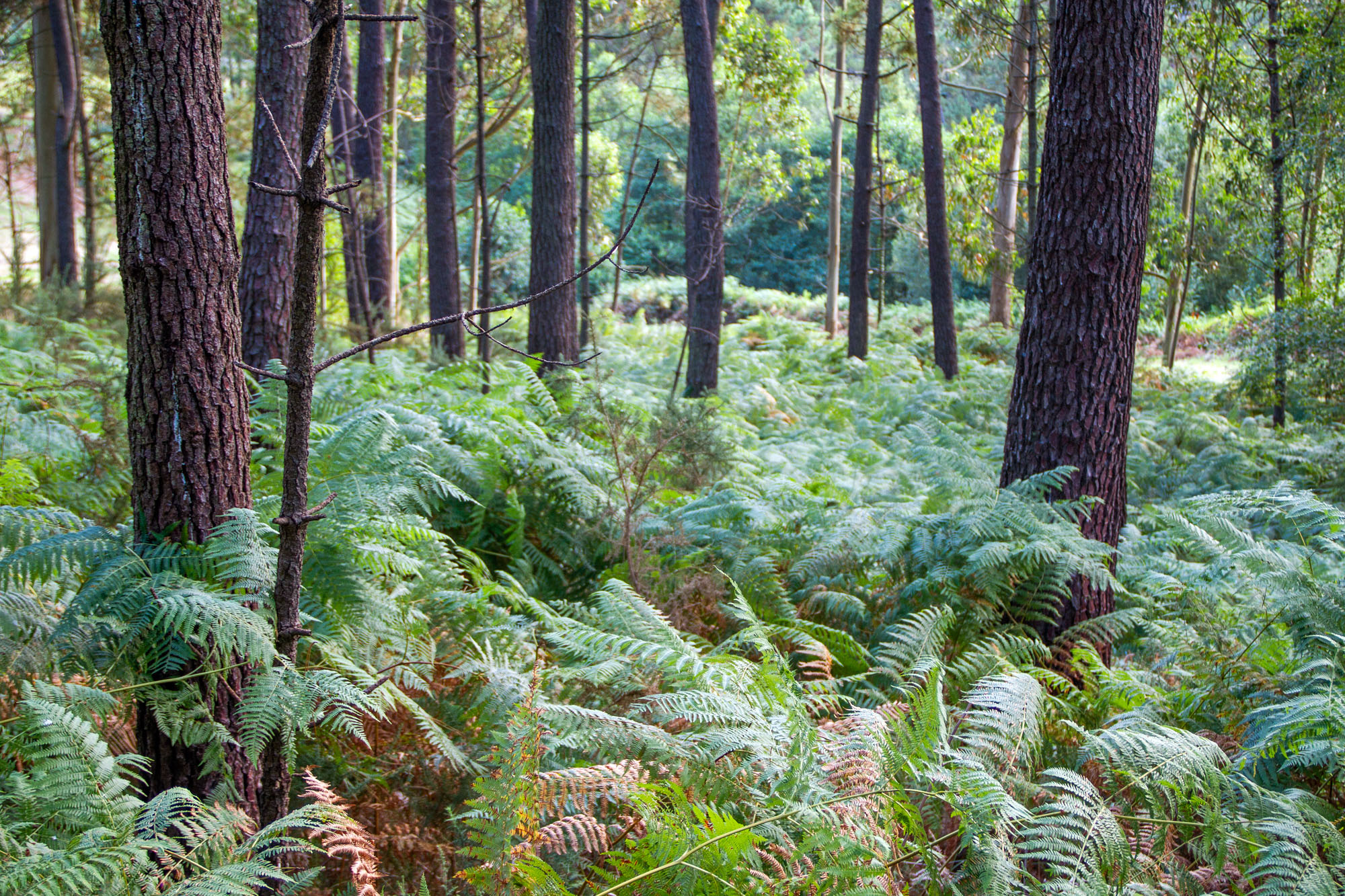 Ferns Asturias