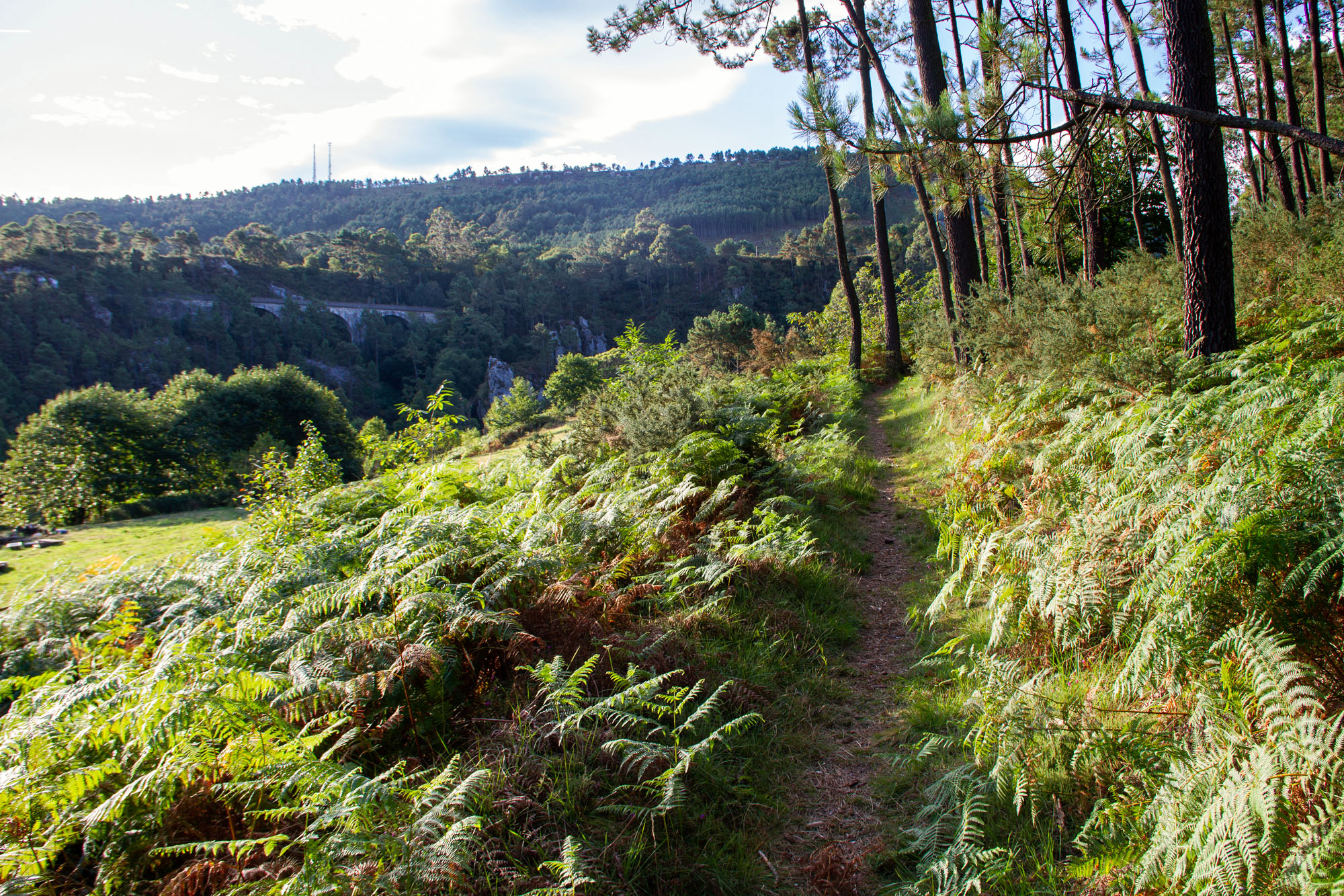 Hiking Path Foto Asturias Camino