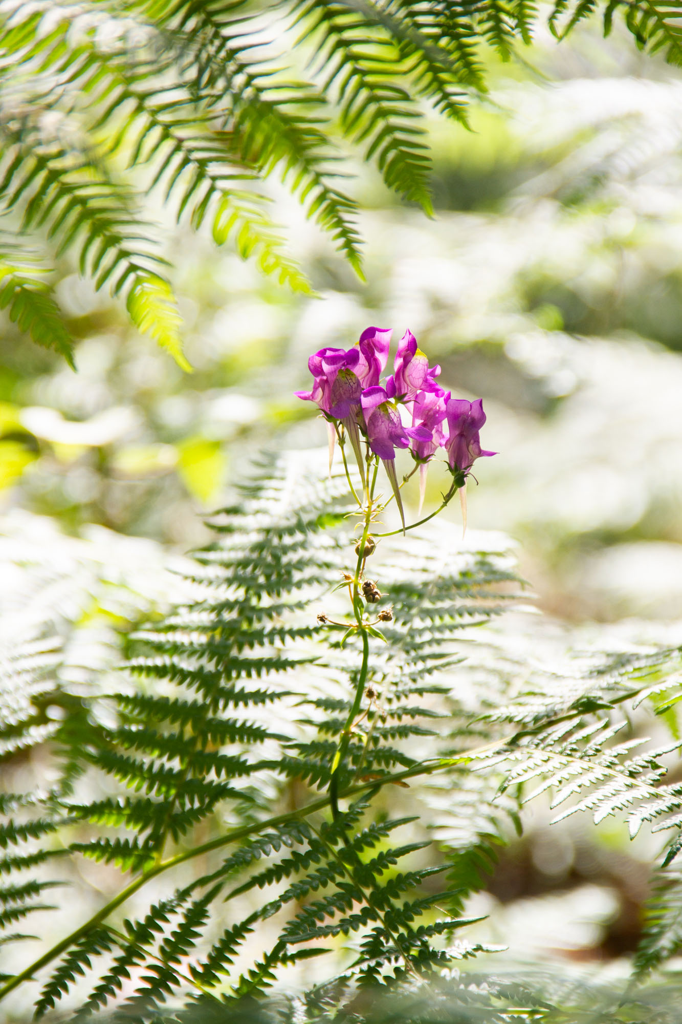 Plants of Asturias