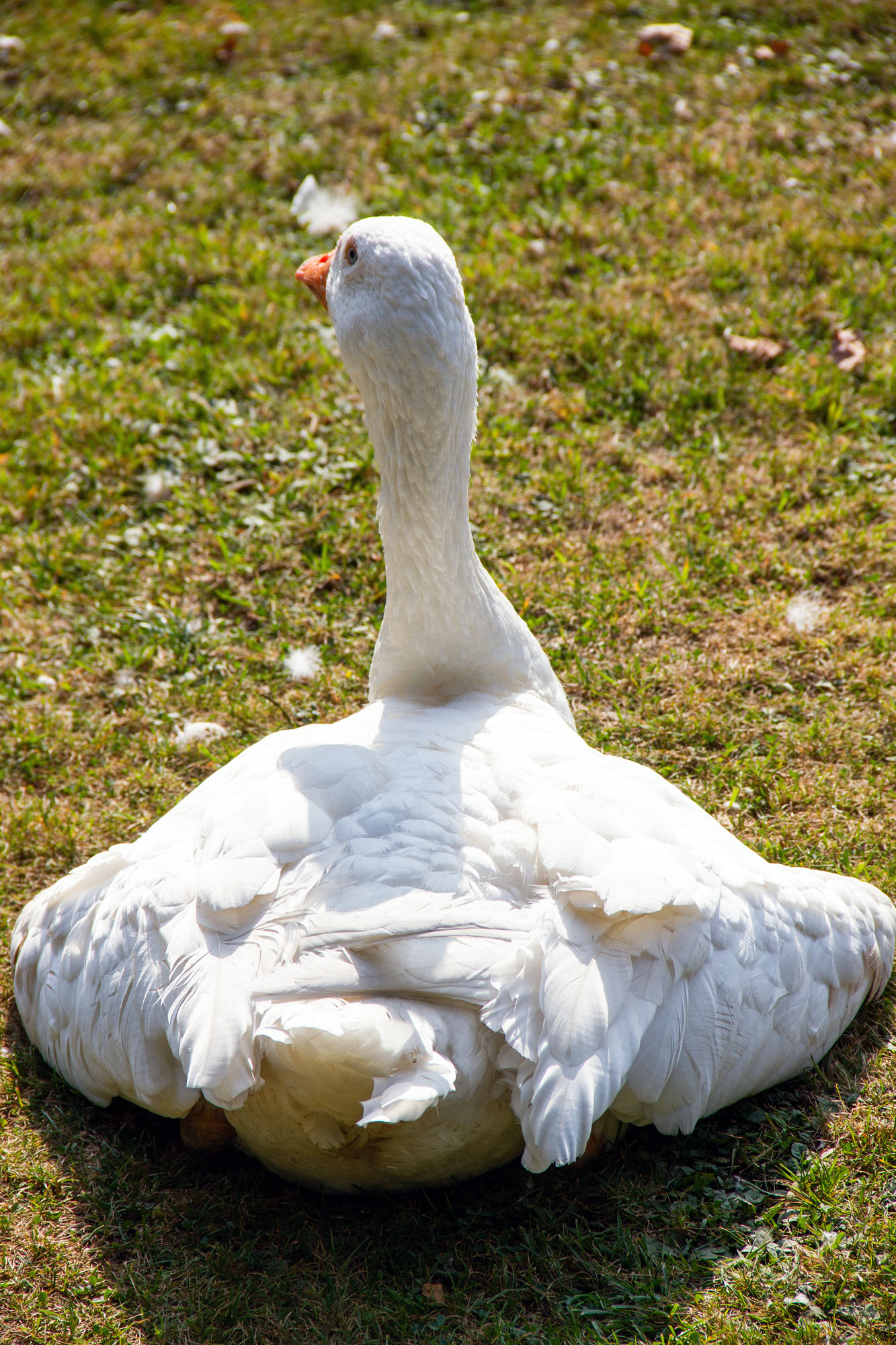 Sitting goose