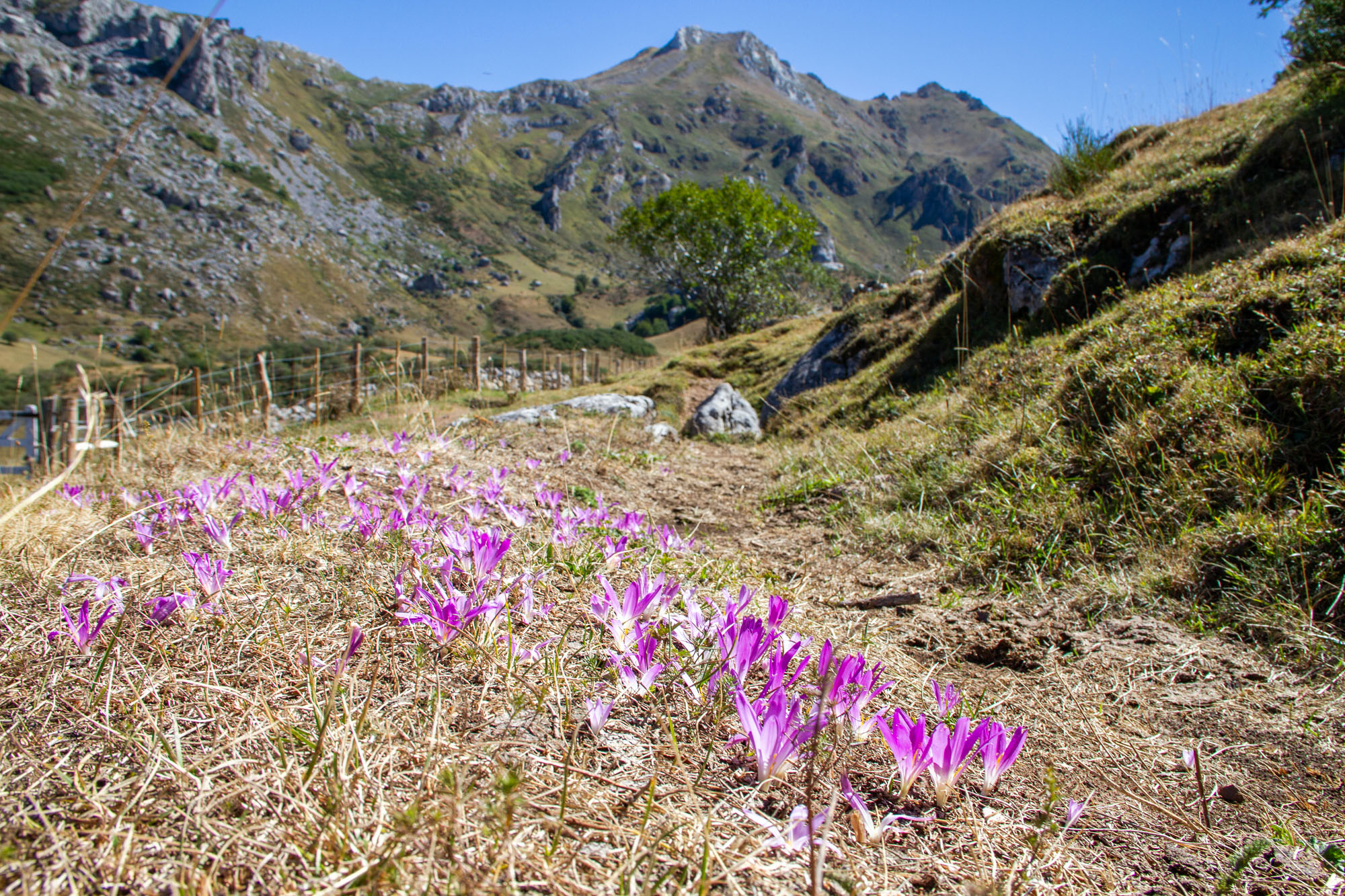 Flowers of Somiedo Asturias