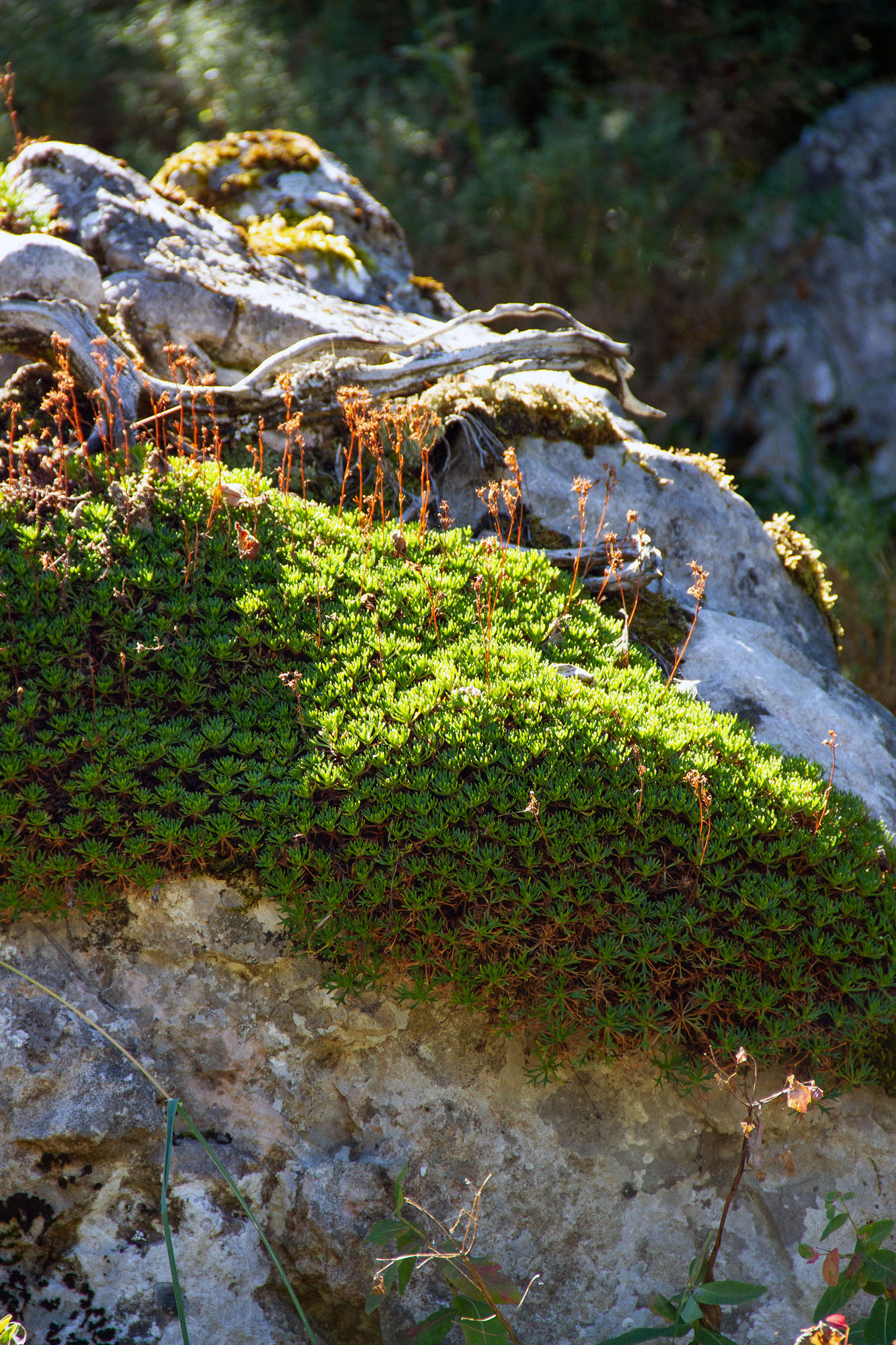 Somiedo Plants of Asturias