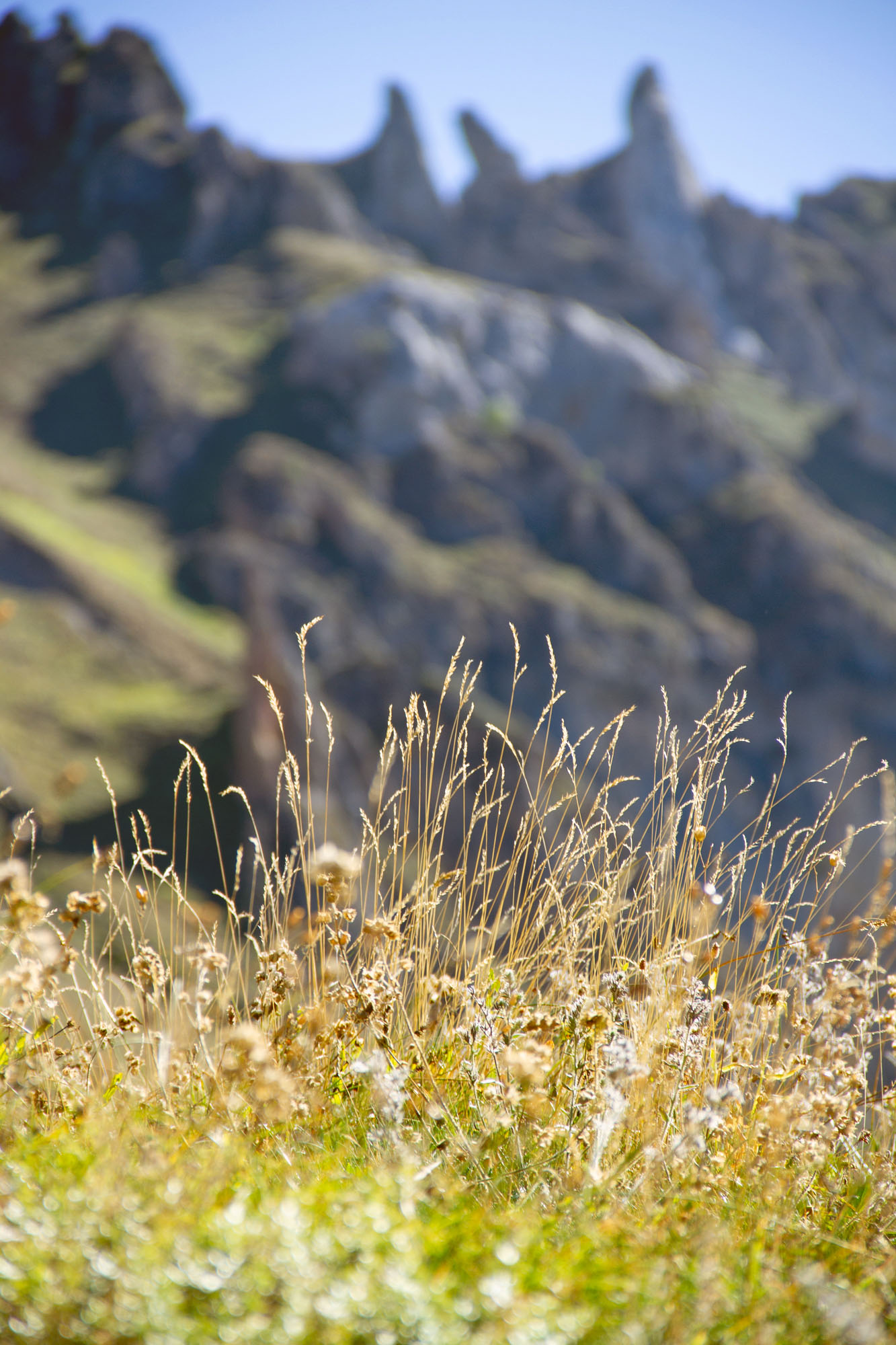 Asturias Grass