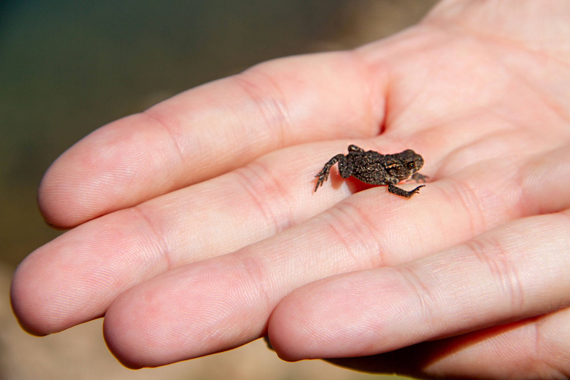 Asturias tiny micro frog