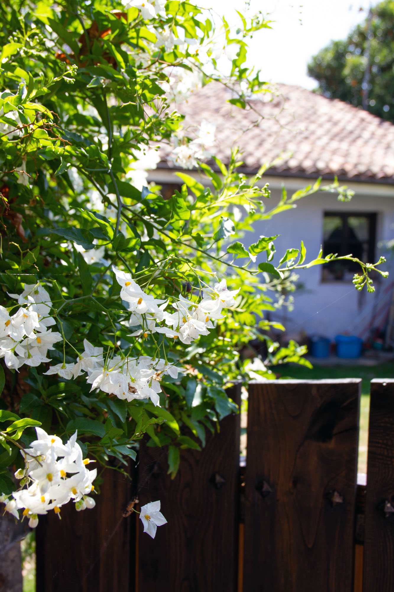 Flowers Villaviciosa