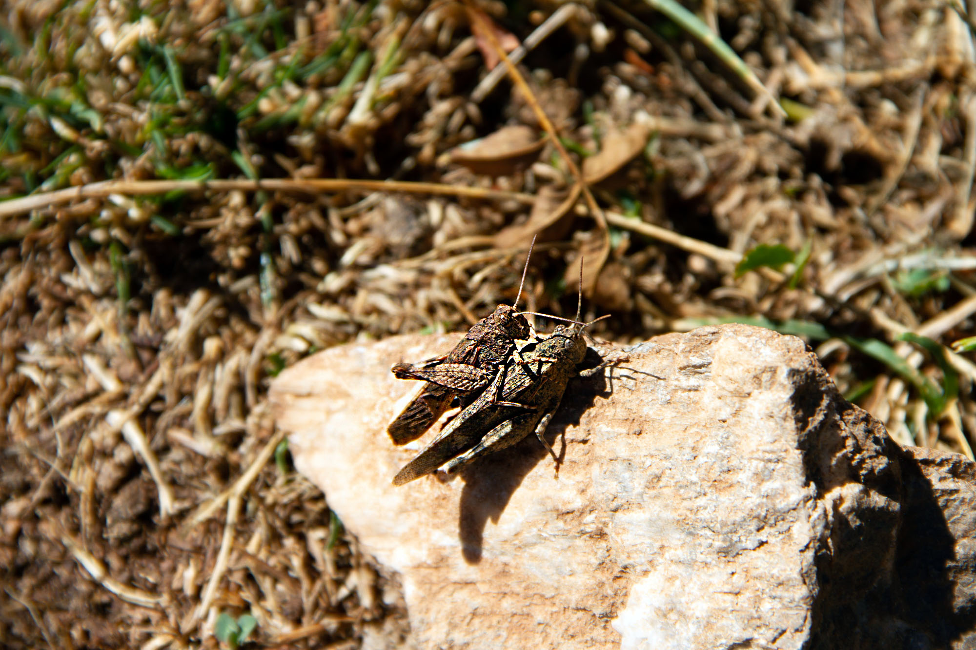 How do crickets have sex?