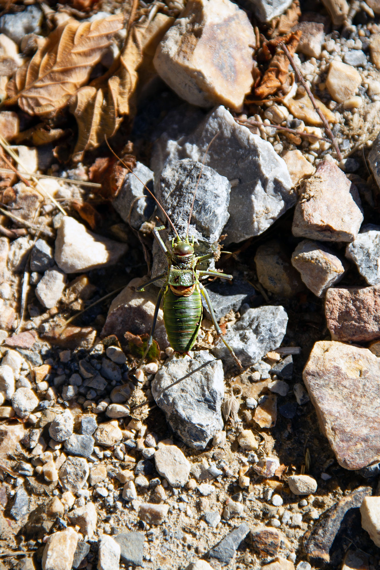 Somiedo green bug