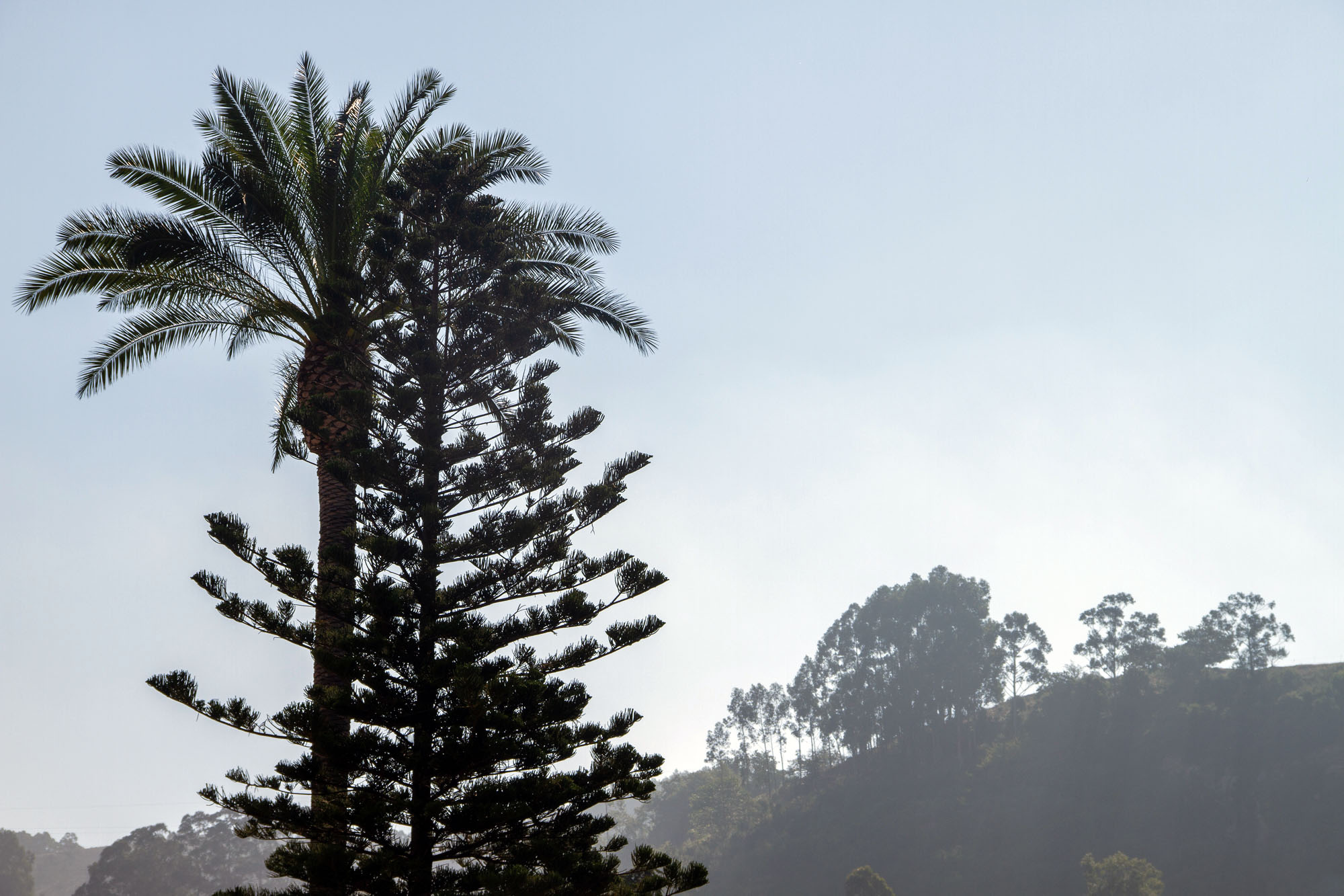 Villaviciosa Trees