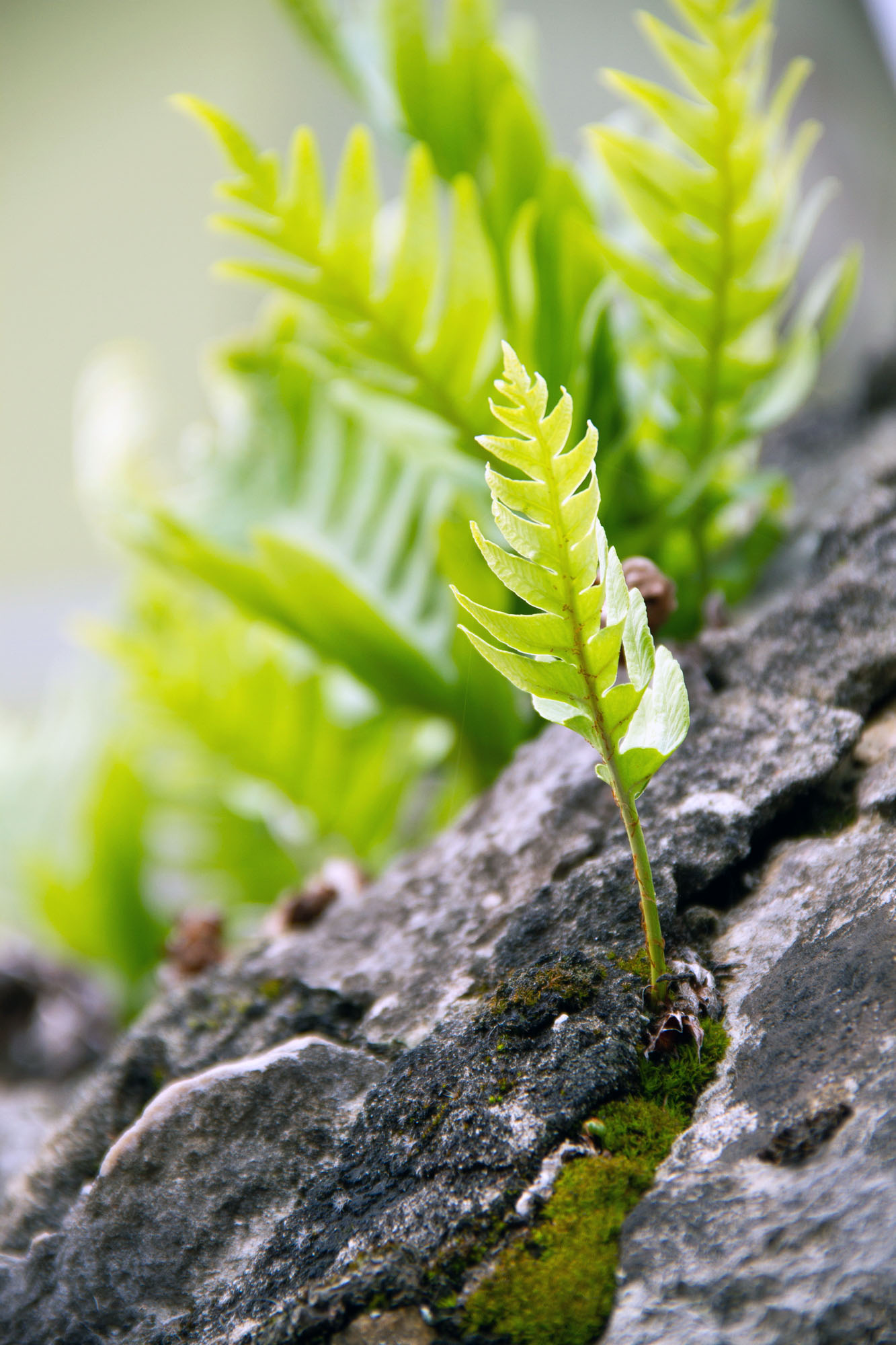 Plants of Asturias