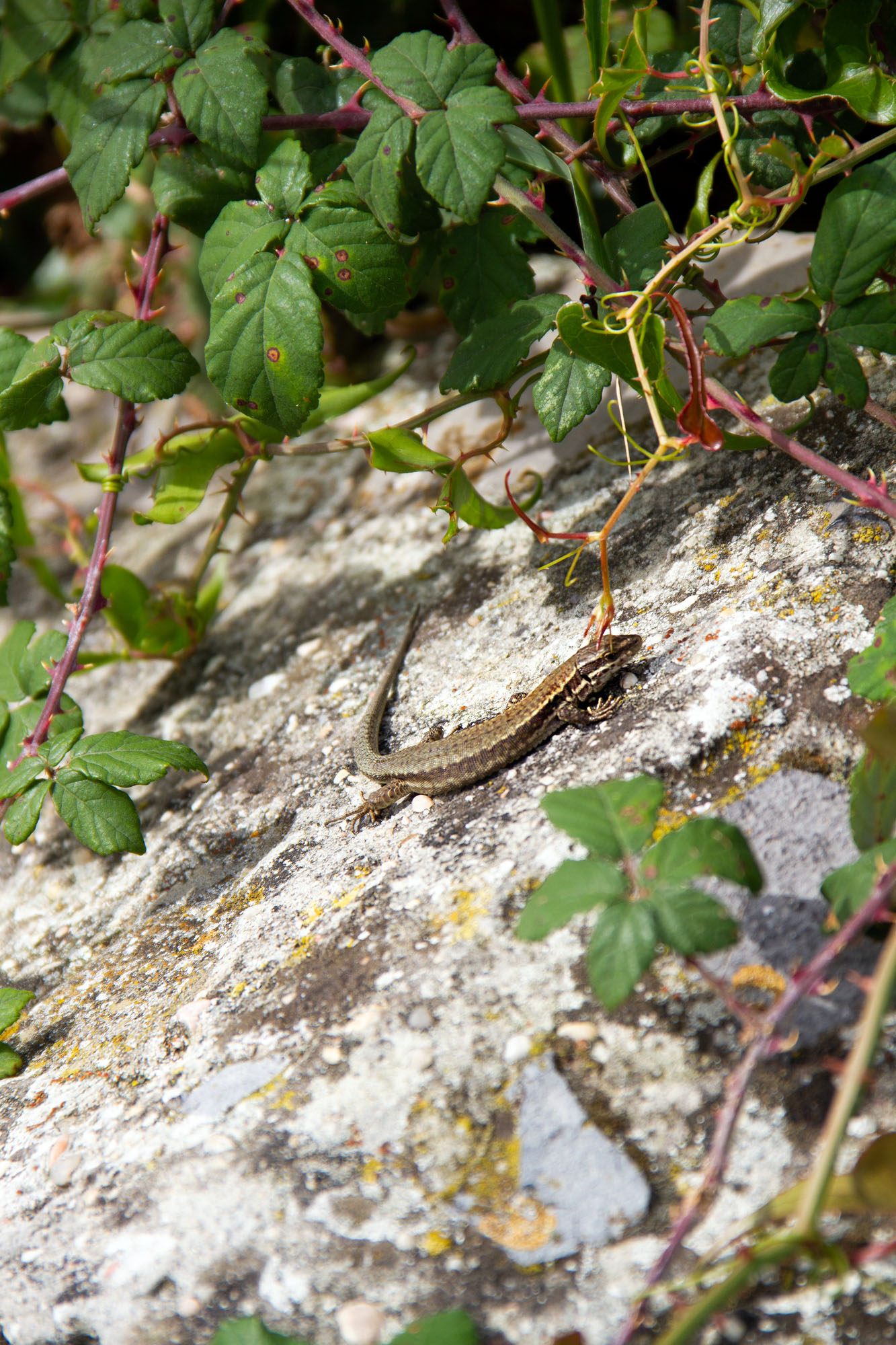 Asturias Lizzard