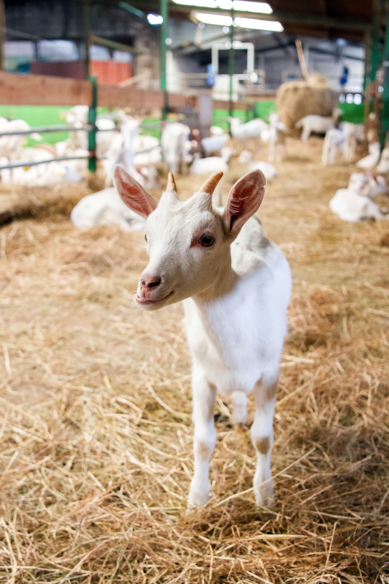 Los Caserinos goat cheese from Asturias