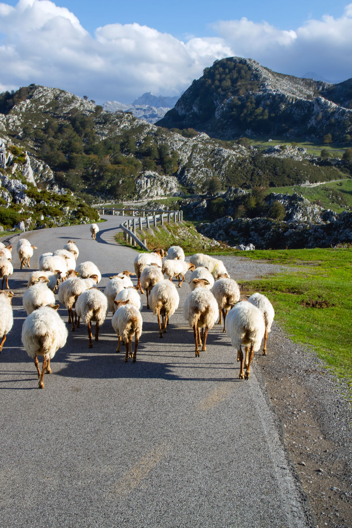 Sheep in Asturias Covadonga