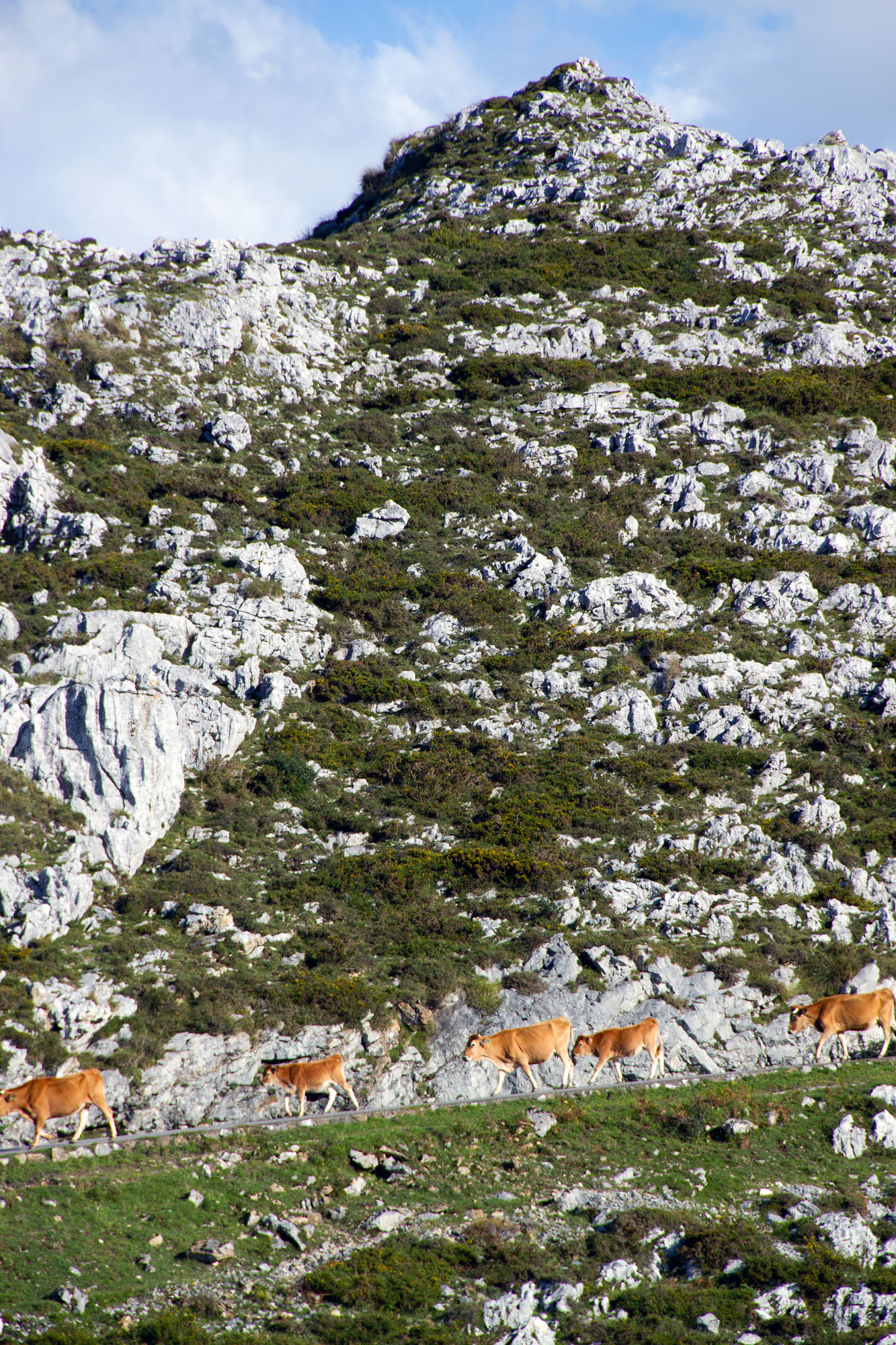 Cows going downhill