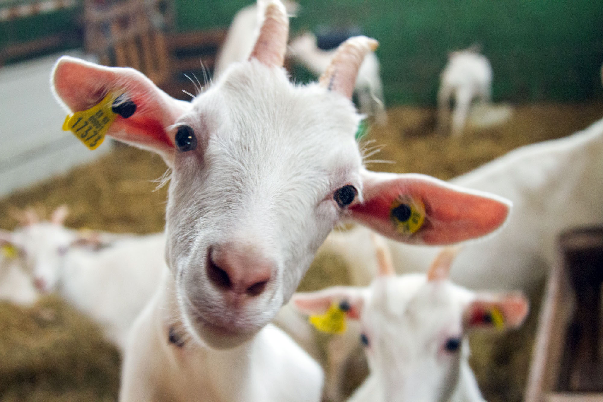 cute Goat asturias