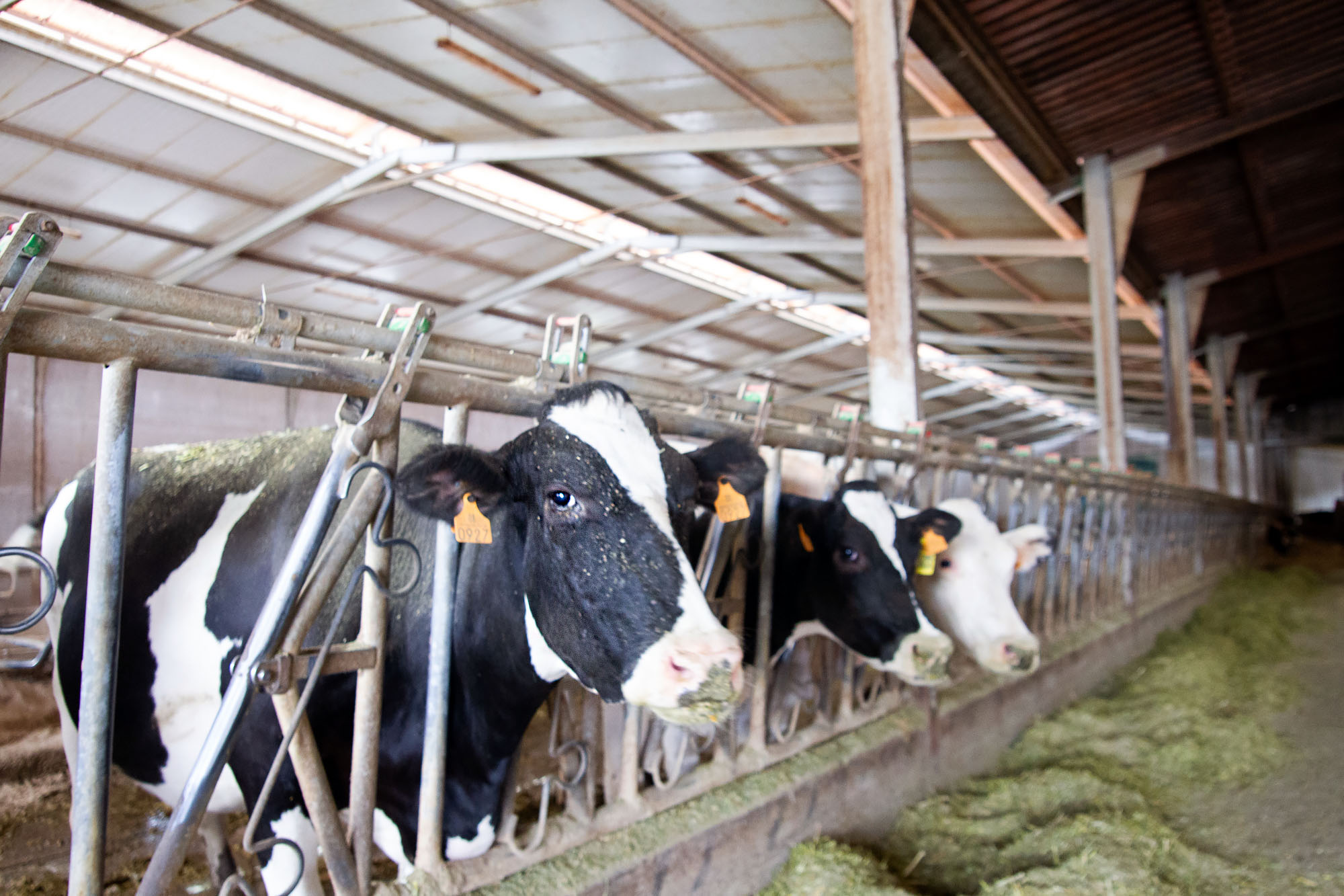 Asturian Milk Cows