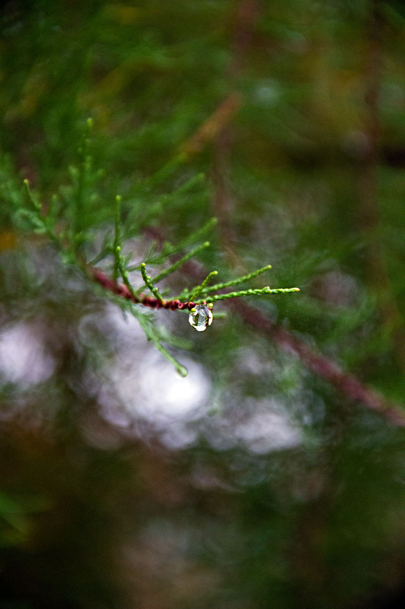 Rain drop on pine