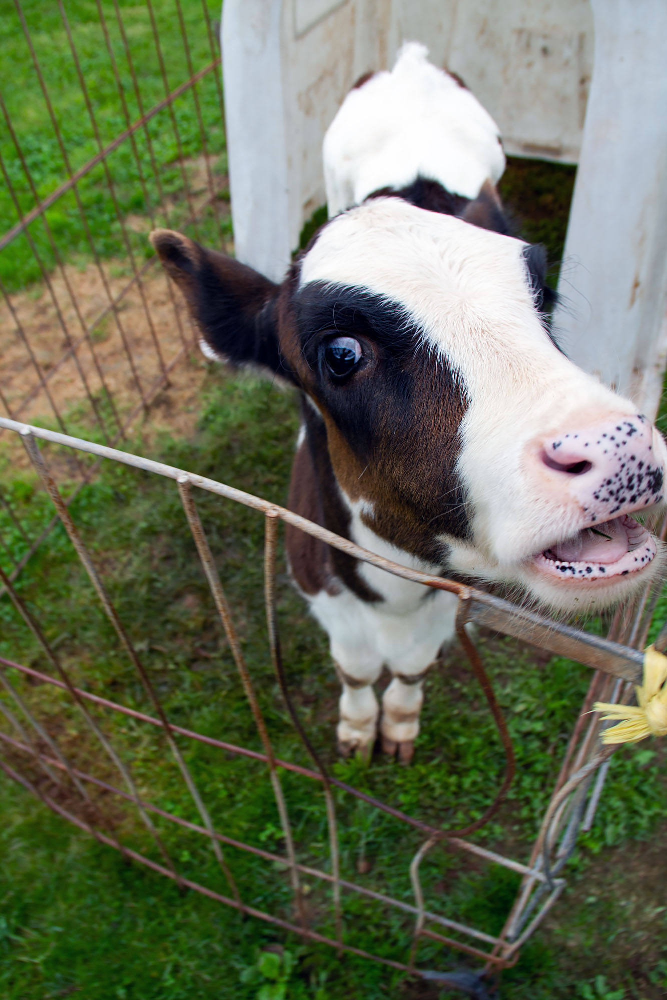 Little calve in tiny cage