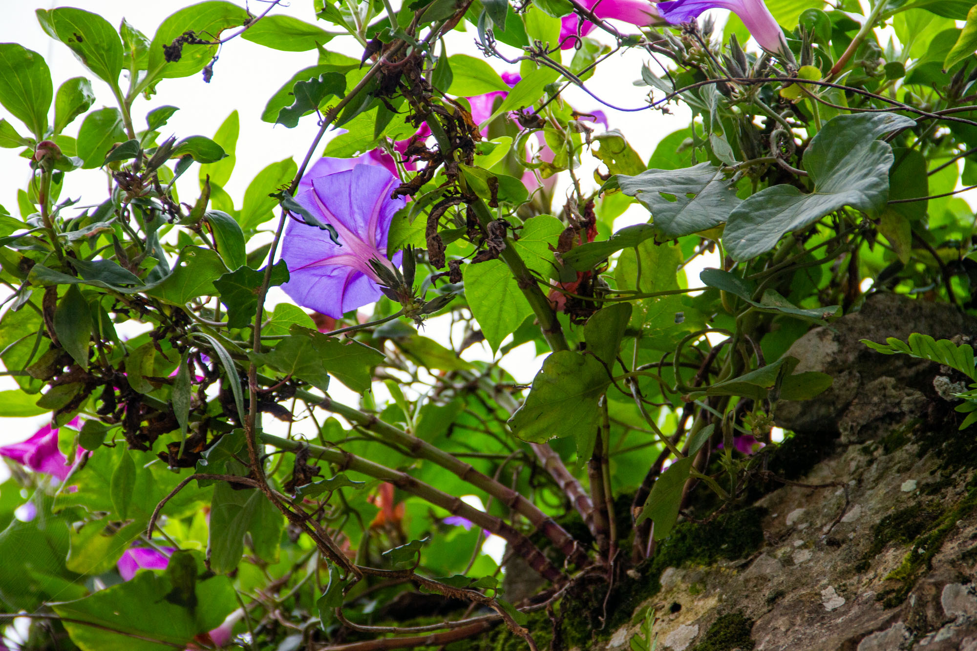 Flute plant llanes