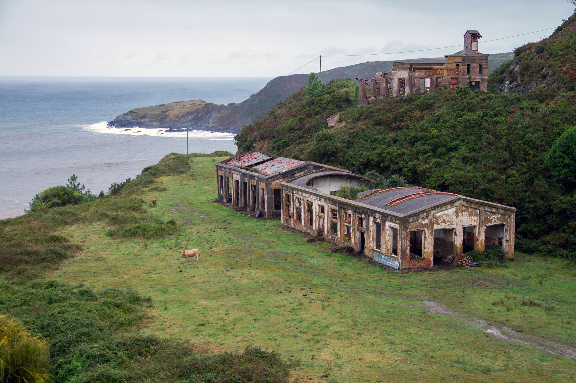 Old Asturian Industry and a cow