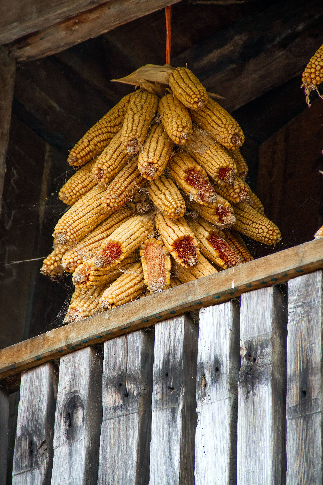 Drying in corn in Spain outside